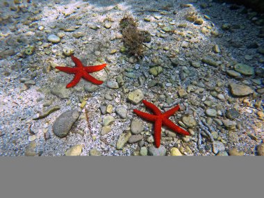 İki Akdeniz kırmızı balığı, Echinaster sepositus, deniz zemininde yatıyor.