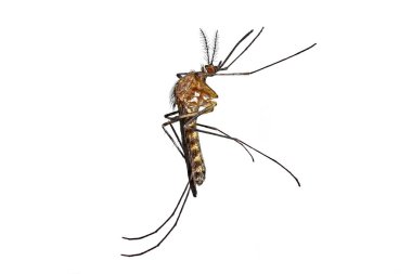 Sivrisinek, colex pipiens, dikey yan görünüm beyaz arkaplanda izole edilmiş, yüksek detay makro çekim