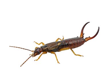 Yaygın kulaklık, Forficula auricularia, beyaz arka planda izole edilmiş erkek dermaptera böceğinin yan görüntüsü.