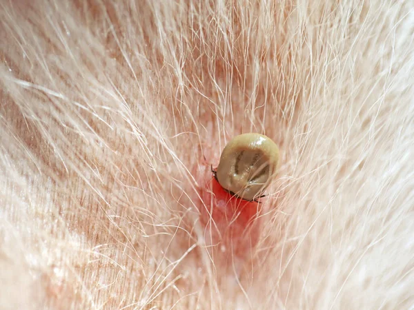 sucking tick with reddened skin in the fur of a white dog, infection by a tick bite on a pet