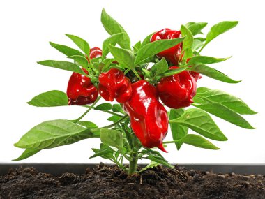 Küçük kırmızı bir çan biberinin küçük kompakt bitkisi, kırmızı arka planda izole edilmiş bir tencereye yerleştirilmiş paprium anüum.