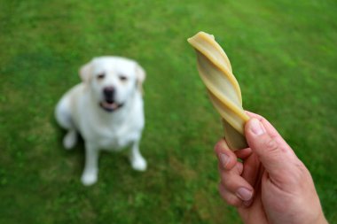 Erkek el, beyaz labradoruna yeşil çimlerde bir aperatif gösteriyor. Köpek eğitimini bir ödül olarak görüyor.