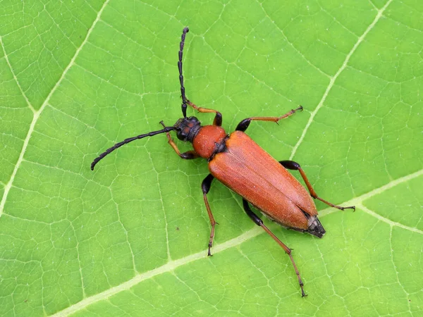 Stictoleptura Rubra 'nın üst görüntüsü, kırmızı-kahverengi Longhorn böceği, dişi, yeşil yaprak üzerinde, makro çekim