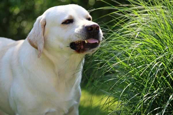 white dog, Labrador Retriever eats grass as fiber that helps against digestive problems