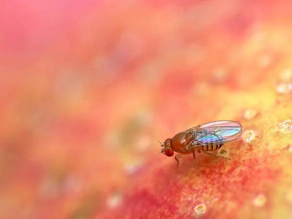 Mosca da fruta, Drosophila Melanogaster, na superfície vermelha da maçã, close-up — Fotografia de Stock