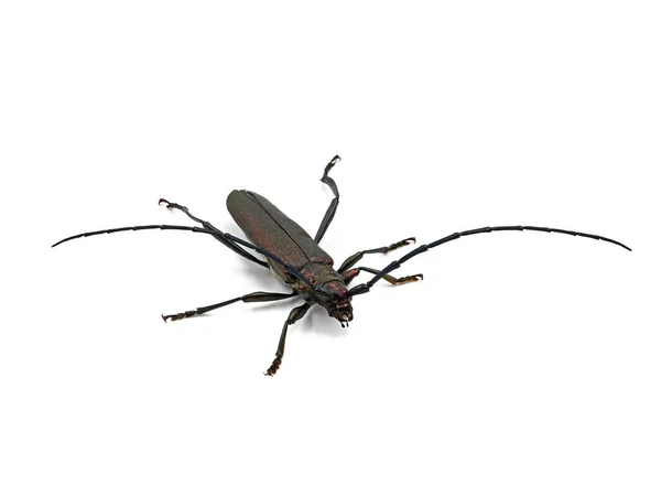 O besouro almiscarado, aromia moschata, vista lateral, isolado sobre fundo branco — Fotografia de Stock