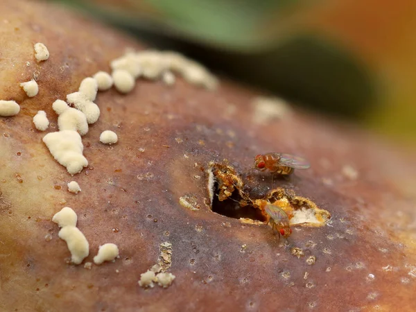 Drosophila melanogaster, moscas de frutas em pêra podre, close-up — Fotografia de Stock