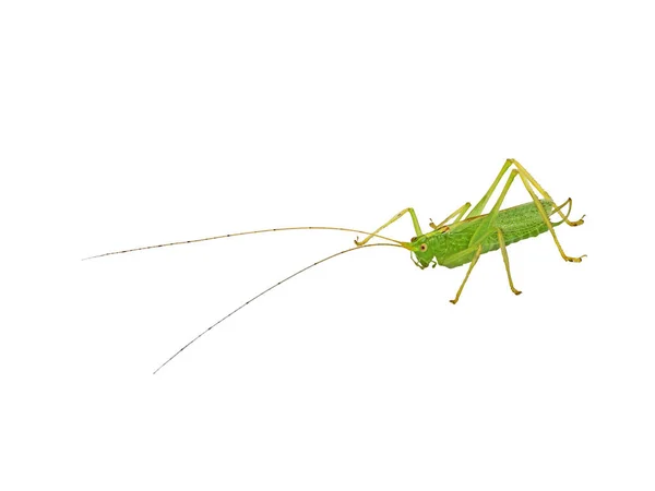 Pequeno gafanhoto verde com antena longa isolada em fundo branco — Fotografia de Stock