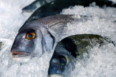 Taze çiğ dourade balığı, Sparus aurata, balık ve deniz ürünleri pazarında buzun üzerinde taze balık Akdeniz diyetinin ayrılmaz bir parçasıdır..