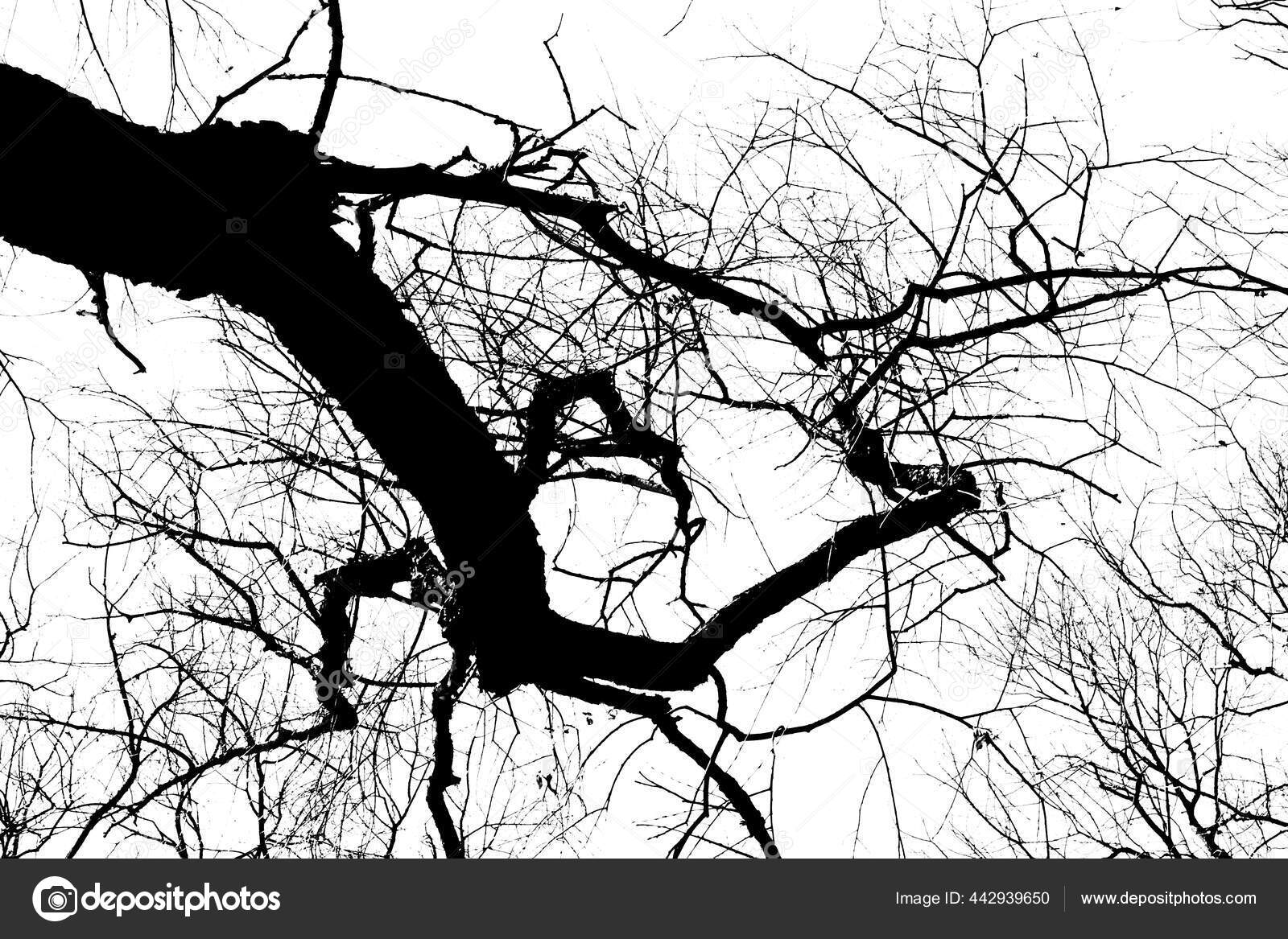 黑树的轮廓没有叶子隔离在白色的背景上树枝条的负照片——图库图片© ilya1993 #442939650, image size:1600x1167