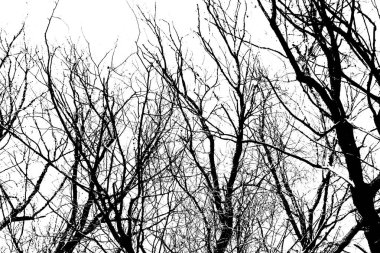 Beyaz arka planda yaprakları olmayan siyah bir ağacın siluetleri. Ağaç dallarının negatif fotoğrafları