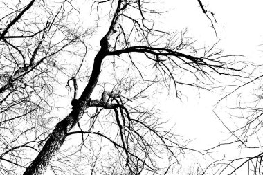 Beyaz arka planda yaprakları olmayan siyah bir ağacın siluetleri. Ağaç dallarının negatif fotoğrafları