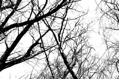 Beyaz arka planda yaprakları olmayan siyah bir ağacın siluetleri. Ağaç dallarının negatif fotoğrafları
