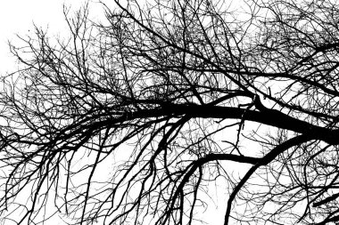 Beyaz arka planda yaprakları olmayan siyah bir ağacın siluetleri. Ağaç dallarının negatif fotoğrafları