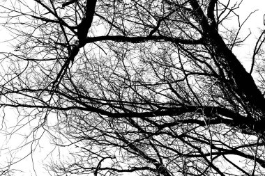 Beyaz arka planda yaprakları olmayan siyah bir ağacın siluetleri. Ağaç dallarının negatif fotoğrafları
