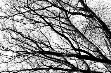 Beyaz arka planda yaprakları olmayan siyah bir ağacın siluetleri. Ağaç dallarının negatif fotoğrafları