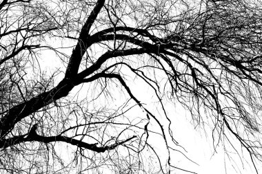 Beyaz arka planda yaprakları olmayan siyah bir ağacın siluetleri. Ağaç dallarının negatif fotoğrafları