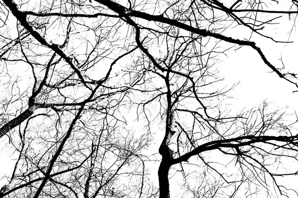 Beyaz Arka Planda Yaprakları Olmayan Siyah Bir Ağacın Siluetleri Ağaç — Stok fotoğraf