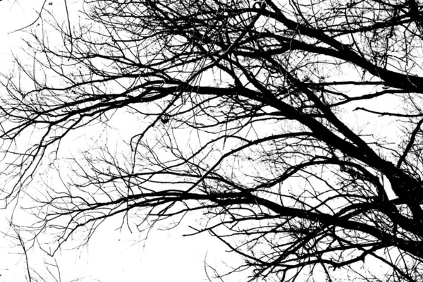 Silhouettes Arbre Noir Sans Feuilles Isolées Sur Fond Blanc Photos — Photo