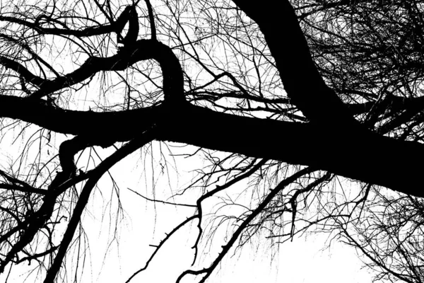 Silhouettes Black Tree Leaves Isolated White Background Negative Photos Tree — Stock Photo, Image