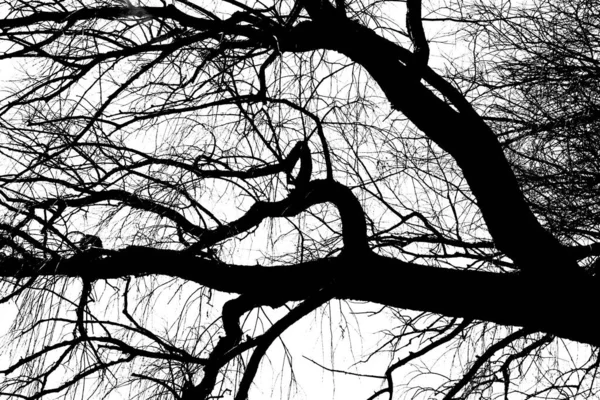 Silhouettes Black Tree Leaves Isolated White Background Negative Photos Tree — Stock Photo, Image