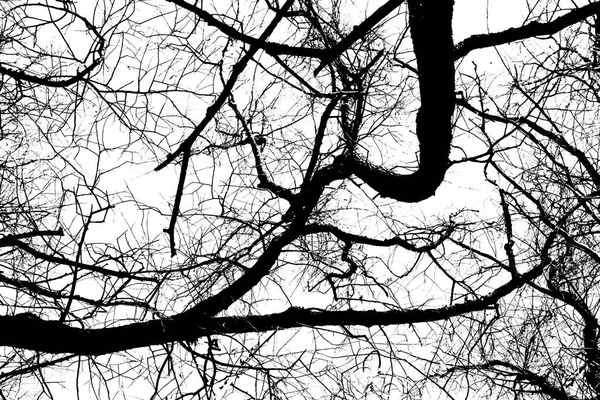 黑树的轮廓 没有叶子隔离在白色的背景上 树枝条的负照片 — 图库照片