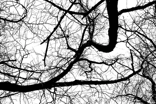 Silhouettes Arbre Noir Sans Feuilles Isolées Sur Fond Blanc Photos — Photo