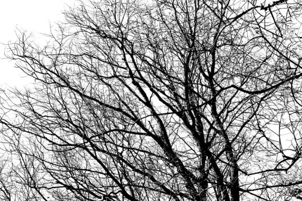 Silhouette Albero Nero Senza Foglie Isolate Uno Sfondo Bianco Foto — Foto Stock