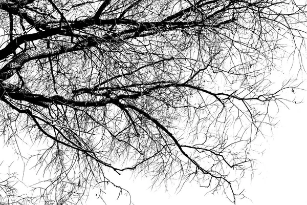 Siluetas Árbol Negro Sin Hojas Aisladas Sobre Fondo Blanco Fotos —  Fotos de Stock