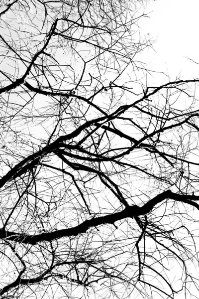 Siluetas Árbol Negro Sin Hojas Aisladas Sobre Fondo Blanco Fotos — Foto de Stock