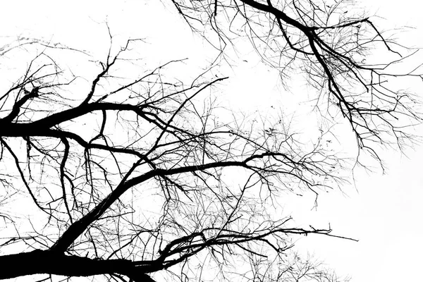 Siluetas Árbol Negro Sin Hojas Aisladas Sobre Fondo Blanco Fotos — Foto de Stock