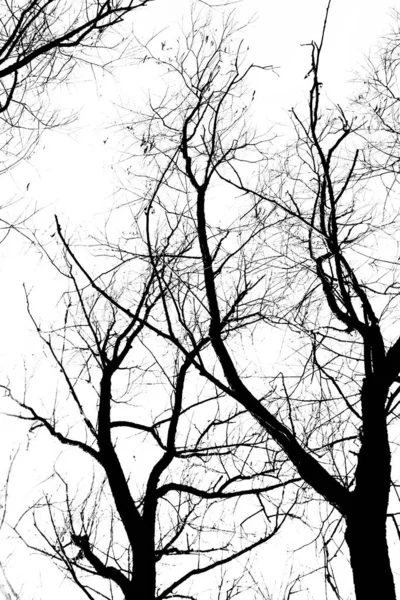 Siluety Černého Stromu Bez Listů Izolovaných Bílém Pozadí Záporné Fotografie — Stock fotografie