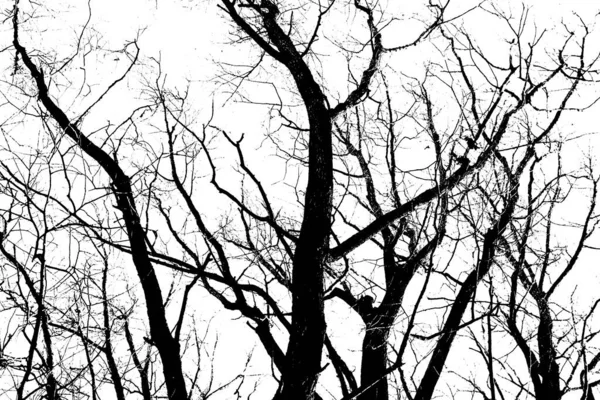 Silhouettes Black Tree Leaves Isolated White Background Negative Photos Tree — Stock Photo, Image