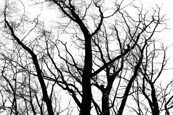 Silhouetten Van Een Zwarte Boom Zonder Bladeren Geïsoleerd Een Witte — Stockfoto