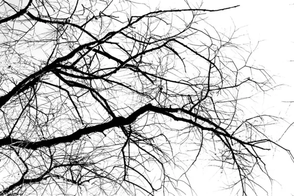 Силуэты Черного Дерева Листьев Изолированы Белом Фоне Негативные Фотографии Ветвей — стоковое фото