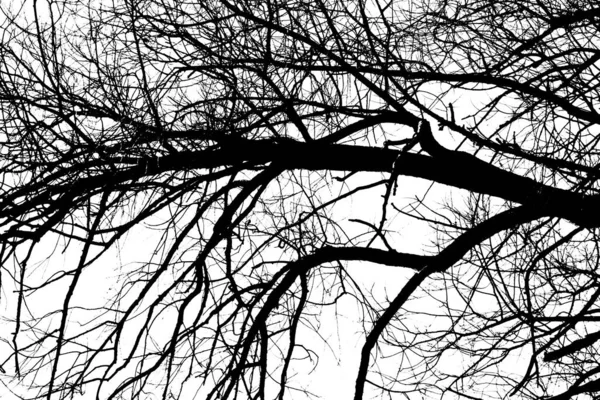 Sylwetki Czarnego Drzewa Bez Liści Odizolowane Białym Tle Negatywne Zdjęcia — Zdjęcie stockowe