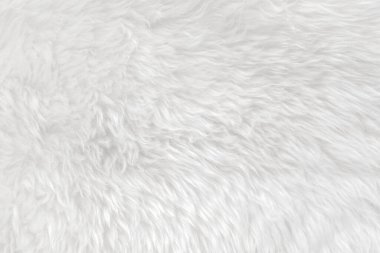 Beyaz, temiz, üst tarafı beyaz yün. hafif doğal koyun yünü. Beyaz, pürüzsüz pamuk. Tasarımcılar için tüylü kürk dokusu. yakın plan beyaz yün halı.