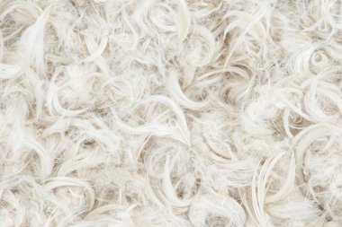 Beyaz tüyler ve yastık dokusu arka planından kabarık tüyler