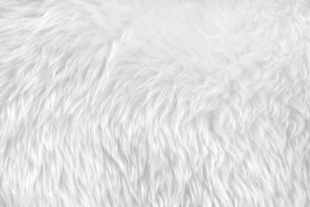 White clean wool with white top texture background. light natural sheep wool. white seamless cotton. texture of fluffy fur for designers. close-up fragment white wool carpet
