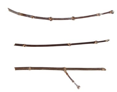 Kuru ağaç dalları beyaz arka planda izole edilmiş. Beyaz arka planda kırık tahta parçaları. yakın plan