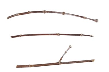 Kuru ağaç dalları beyaz arka planda izole edilmiş. Beyaz arka planda kırık tahta parçaları. yakın plan