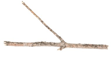 Kuru ağaç dalları beyaz arka planda izole edilmiş. Beyaz arka planda kırık tahta parçaları. yakın plan