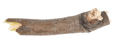 Kuru ağaç dalları beyaz arka planda izole edilmiş. Beyaz arka planda kırık tahta parçaları. yakın plan