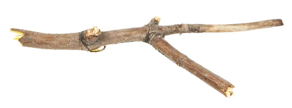 Torra Träd Kvistar Grenar Isolerade Vit Bakgrund Bitar Trasiga Träplanka — Stockfoto