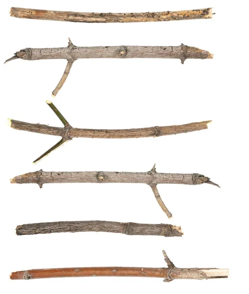 Collage Dry Tree Twigs Branches Isolated White Background Pieces Broken — Stock Photo, Image