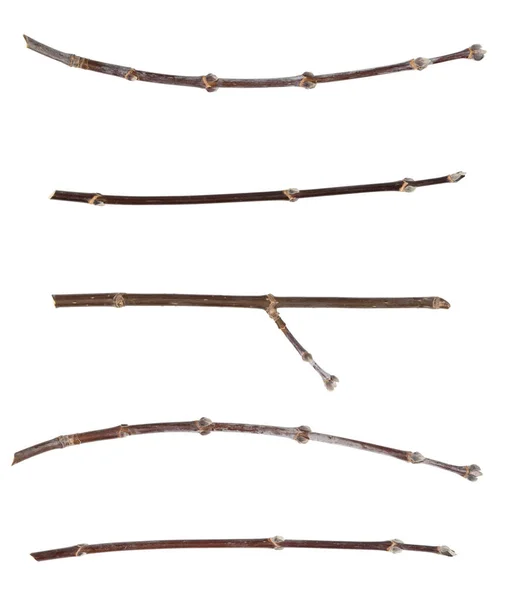 Collage Trockene Zweige Äste Isoliert Auf Weißem Hintergrund Zerbrochene Holzplanken — Stockfoto