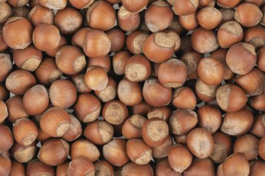 Soyulmamış fındık arkaplan dokusu. Kabuklu fındık