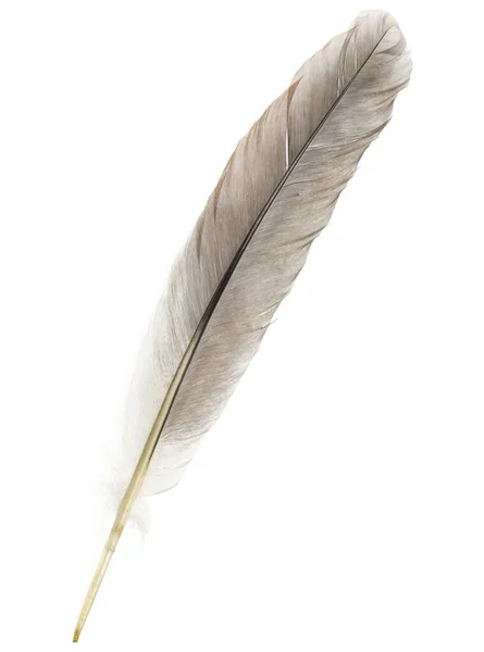 Natural Bird Feathers Isolated White Background Big Goose Feathers — Stock Photo, Image