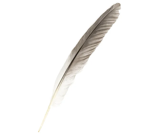 Natural Bird Feathers Isolated White Background Big Goose Feathers — 스톡 사진