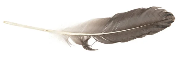 Natural Bird Feathers Isolated White Background Big Goose Feathers — 스톡 사진